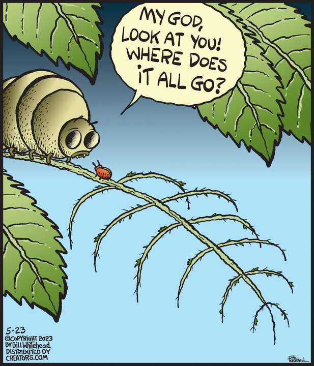 Free Range for May 23, 2023