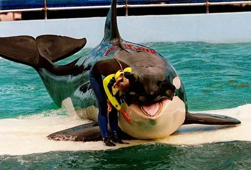 Trainer Marcia Hinton pets Lolita, a captive orca whale, during a performance at the Miami Seaquarium in Miami, March 9, 1995. Lolita, an orca whale held captive for more than a half-century, died Friday, Aug. 18, 2023, at the Miami Seaquarium as caregivers prepared to move her from the theme park in the near future. (Nuri Vallbona/Miami Herald via AP, File)