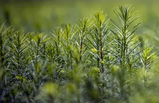 Douglas Fir seedlings grow at New Mexico State University's John T. Harrington Forestry Research Center in Mora, northern New Mexico, Aug. 24, 2022. The NMSU center plays a vital role in the reforestation process of ravaged areas affected by wildfires in the state of New Mexico. House Republicans are searching for solutions to climate change without restricting American-produced energy that comes from burning oil, coal and gas. (AP Photo/Andres Leighton, File)