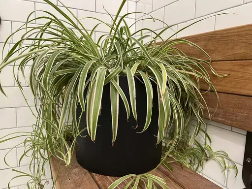 This Dec. 7, 2023, image provided by Jessica Damiano shows a spider plant displayed on a shower seat on Long Island, NY. (Jessica Damiano via AP)