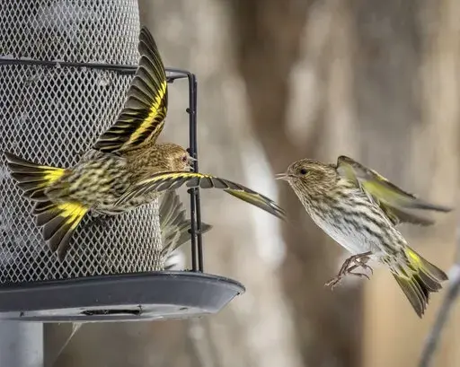 In this photo supplied by Macaulay Library/Cornell Lab of Ornithology, pine siskins enjoy a backyard thistle feeder. Chad Witco of Audubon's Migratory Bird Initiative recommends them to attract the lively birds. (Julie Blondeau/Macaulay Library/Cornell Lab of Ornithology via AP)