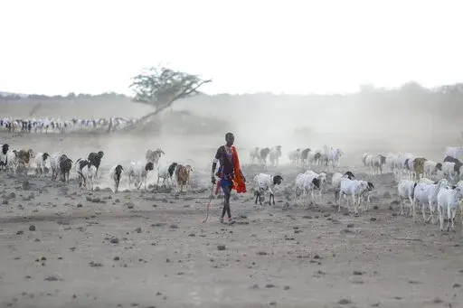 A Maasai man walks with his livestock in search of grassland for them to graze, at Ilangeruani village, near Lake Magadi, in Kenya, Nov. 9, 2022. The conference known as COP15, which begins Tuesday, Dec. 6, hopes to set goals for the world for the next decade to help conserve the planet's biodiversity and stem the loss of nature. (AP Photo/Brian Inganga, File)