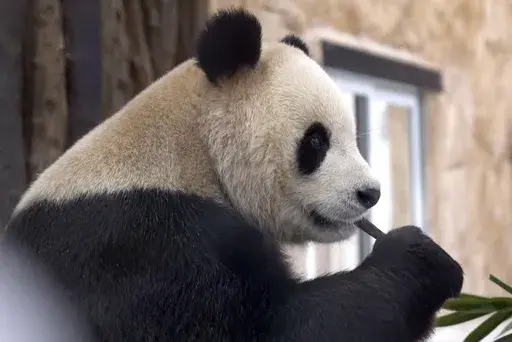 Suhail, a male Panda sent by China to Qatar as a gift for the World Cup, eats bamboo in his shelter at the Panda House Garden in Al Khor, near Doha, Qatar, on Oct. 19, 2022. In the U.S., panda enthusiasts can still see giant pandas at the zoo in Atlanta. Around the world, zoos in Berlin, Qatar and Mexico City are among those that have been given pandas by China, the only place where the animal is native. (AP Photo/Lujain Jo, File)