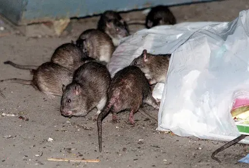 Rats swarm around a bag of garbage near a dumpster in New York on July 7, 2000. A study published Wednesday, April 3, 2024, in the journal Science Advances suggests that brown rats crawled off ships arriving in the Americas earlier than previously thought and out-competed rodent rivals – infuriating and disgusting generations of city-dwellers and becoming so ubiquitous in North American cities that they’re known as common rats, street rats or sewer rats. (AP Photo/Robert Mecea, File)