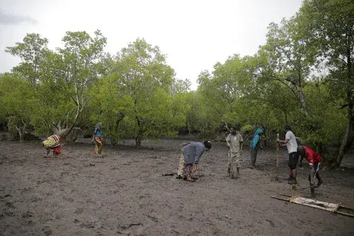 Members of Mikoko Pamoja, Swahili for 'mangroves together', plant mangrove trees in the beaches of Gazi Bay, in Kwale county, Kenya on June 12, 2022. In Kenya's Gazi Bay, arguably the continent's most famous mangrove restoration project, thousands of trees have been planted thanks to nearly a decade of concerted efforts to offset carbon dioxide released by faraway governments and companies seeking to improve their climate credentials. (AP Photo/Brian Inganga, File)
