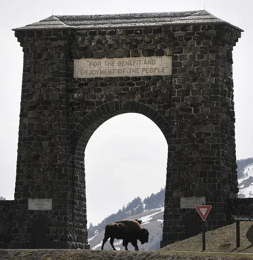 In this April 15, 2008, file photo, a bison makes its way across the historic gate to Yellowstone National Park at Gardiner, Mont. As Yellowstone National Park in Wyoming opens for the busy summer season, wildlife advocates are leading a call for a boycott of the conservative ranching state over laws that give people wide leeway to kill gray wolves with little oversight. (James Woodcock/The Billings Gazette via AP, File)