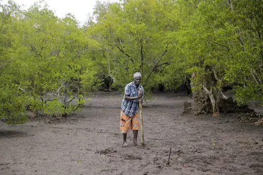 A member of Mikoko Pamoja, Swahili for 'mangroves together', plants a mangrove tree at Gazi Bay, in Kwale county, Kenya, June 12, 2022. African nations want to increase how much money they receive from schemes that offset greenhouse gas emissions and are looking for ways to address the issue at U.N. climate talks currently underway in Egypt. Carbon offsets, where polluting companies can effectively cancel out their emissions by paying into initiatives such as tree-planting, are currently cheaper