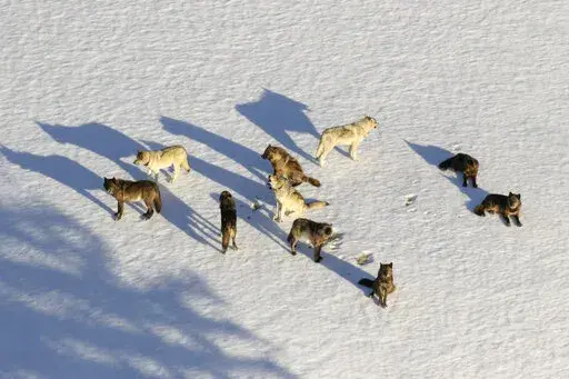 This March 21, 2019, aerial file photo provided by the National Park Service shows the Junction Butte wolf pack in Yellowstone National Park, Wyo. Park officials say 23 wolves have been killed by hunters and trappers after roaming out of the park in recent months. (National Park Service via AP, File)