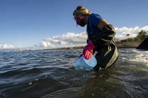 Christiane Keyhani, program coordinator of Hui O Ka Wai Ola, fills up the bucket to test water quality at the Mala Wharf on Friday, Feb. 23, 2024, in Lahaina, Hawaii. (AP Photo/Mengshin Lin)
