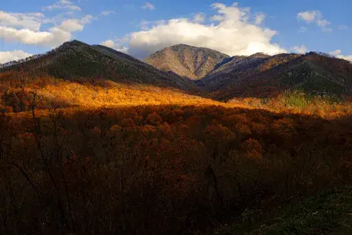 Late afternoon light streaks across golden leaves in Great Smoky Mountains National Park near Gatlinburg, Tenn. on Tuesday, Nov. 16, 2021.  Great Smoky Mountains National Park wants to start charging parking fees and increase rates for campsites, day-use cabin rentals and picnic pavilions. (AP Photo/Ben Gray, File)