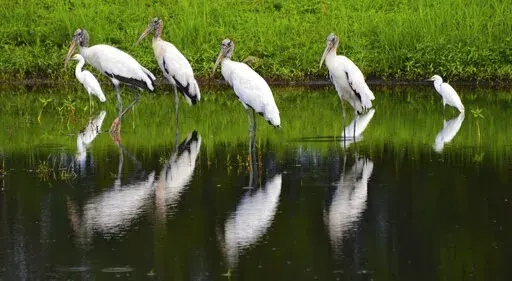 A flock of wood storks mingles with egrets as they stand in a retention pond along a road in Atlantic Beach, Fla., just before the Intracoastal Bridge on Aug. 12, 2015. The ungainly yet graceful wood stork, which was on the brink of extinction in 1984, has recovered sufficiently in Florida and other Southern states that U.S. wildlife officials on Tuesday, Feb. 14, 2023, proposed removing the wading bird from the endangered species list. (Bob Mack/The Florida Times-Union via AP, File)