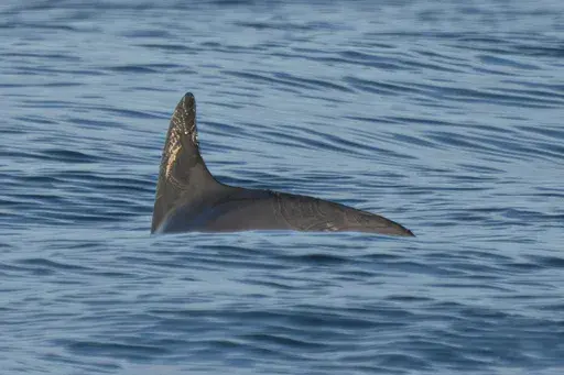 In this photo courtesy of the Sea Shepherd Conservation Society, a vaquita marina swims in the Biosphere Reserve of the Upper Gulf of California and Colorado River Delta, in the Sea of Cortez, Mexico, May 20, 2023. Experts on the expedition estimate they saw between 10 and 13 of the porpoises during nearly two weeks of sailing in May 2023 in the Gulf of California. (Sea Shepherd Conservation Society via AP)