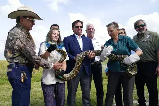 Florida Gov. Ron DeSantis, center, holds a Burmese python at a media event, Thursday, June 16, 2022, where he announced that registration for the 2022 Florida Python Challenge has opened for the annual 10-day event to be held Aug 5-14, , in Miami. The Python Challenge is intended to engage the public in participating in Everglades conservation through invasive species removal of the Burmese python. Also pictured are Ron Bergeron, left, McKayla Spencer, second from left, Rodney Barreto, third fro