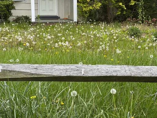 This May 3, 2023, image provided by Jessica Damiano shows overgrown grass and weeds in an unmowed lawn in Glen Head, NY. (Jessica Damiano via AP)