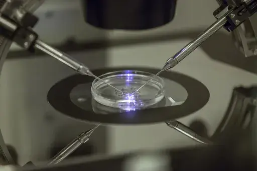 An embryologist works on a petri dish at the Create Health fertility clinic in south London, Thursday, Aug. 14, 2013. Britain's fertility regulator said the first babies created using an experimental technique combining DNA from three people have been born, in an effort to prevent the children from inheriting rare genetic diseases. (AP Photo/Sang Tan, File)