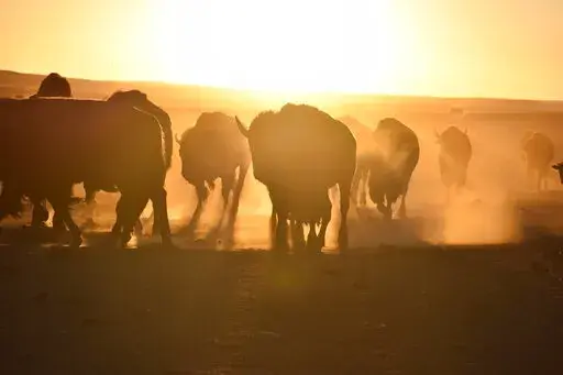 Bison awaiting transfer to Native American tribes walk in a herd inside a corral at Badlands National Park, on Oct. 13, 2022, near Wall, S.D. U.S. Interior Secretary Deb Haaland on Friday is expected to announce a secretarial order that's meant to help more tribes establish bison herds, along with $25 million in federal spending for such efforts. (AP Photo/Matthew Brown,File)