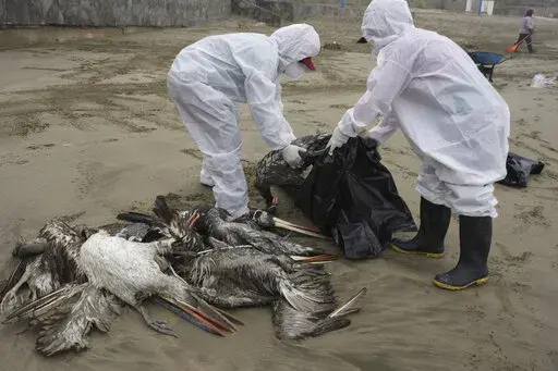Municipal workers collect dead pelicans on Santa Maria beach in Lima, Peru, Tuesday, Nov. 30, 2022, as thousands of birds have died in November along the Pacific of Peru from bird flu, according to The National Forest and Wildlife Service (Serfor). The bird flu virus drawing attention in 2023 _ Type A H5N1 _ was first identified in 1959, by investigators looking into a flu outbreak in chickens in Scotland. Like other viruses, it has evolved over time, spawning newer versions of itself. (AP Photo