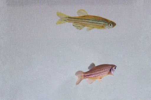 In this photo provided by researcher Rui F. Oliveira, a zebrafish, bottom, is monitored to see its reaction to a video of another at a laboratory in Oeiras, Portugal in March 2023. A study published on Thursday, March 23, 2023, in the journal Science shows that a relaxed fish can detect fear in other fish, and then become afraid itself – and that this ability is regulated by oxytocin, the same brain chemical that underlies the capacity for empathy in humans. (Rui F. Oliveira via AP)