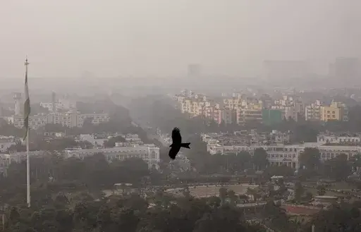 A bird flies through a thick layer of smog in New Delhi, India, Nov. 20, 2024. (AP Photo/Manish Swarup, File)