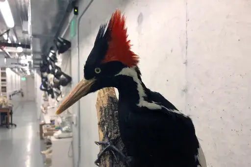 An ivory-billed woodpecker specimen is on a display at the California Academy of Sciences in San Francisco, Friday, Sept. 24, 2021. New video and photographs purporting to show ivory-billed woodpeckers flying in a Louisiana forest were published by researchers Thursday, May 18, 2023, as government officials said they will make a final decision on whether the birds are extinct by the end of the year. (AP Photo/Haven Daley, File)