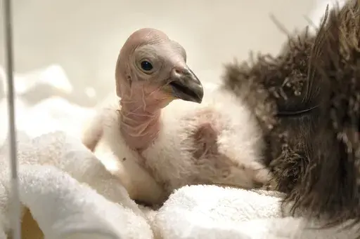 Condor chick LA1123 waits for it's feeding in a temperature controlled enclosure at the Los Angeles Zoo on Tuesday, May 2, 2023. The chick hatched Sunday April 30, 2023. The latest breeding efforts to boost the population of North America's largest land bird, an endangered species where there are only several hundred in the wild. Experts say say the species cannot sustain itself without human intervention. More birds still die in the wild each year than the number of chicks that are born, both i