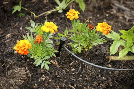 This June 5, 2013, image provided by the California Department of Water Resources shows a drip irrigation system in place in a home garden in Moreno Valley, Calif. The system is preferable to traditional sprinklers as it applies water directly to plant roots, where it is needed. (Florence Low/California Department of Water Resources via AP)