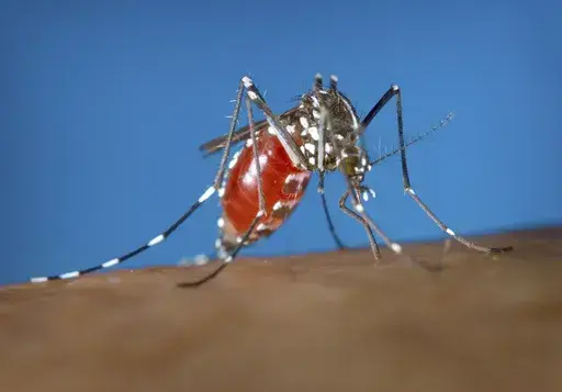 This 2003 photo provided by the Centers for Disease Control and Prevention shows a female Aedes albopictus mosquito acquiring a blood meal from a human host. Dengue, a tropical illness caused by a virus, is spread by Aedes mosquitos, a type of warm weather insect that is expanding its geographic reach because of climate change, experts say. (James Gathany/Centers for Disease Control and Prevention via AP, File)