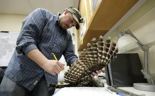 Wildlife technician Jordan Hazan records data in a lab from a male barred owl he shot earlier in the night, Oct. 24, 2018, in Corvallis, Ore. U.S. wildlife officials want to kill hundreds of thousands of barred owls in coming decades as part of a controversial plan to help spotted owl populations. (AP Photo/Ted S. Warren, File)