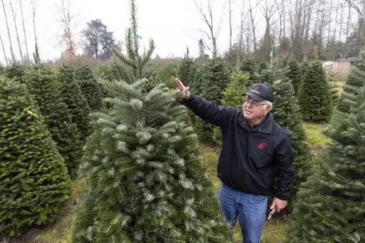 Gary Chastagner, a Washington State University professor called "Dr. Christmas Tree" shows an example of a less-desirable tree due to fewer top branches, grown in a small plantation of Turkish fir trees to produce disease and insect-resistant Christmas trees at the school's Puyallup Research and Extension Center on Thursday, Nov. 30, 2023, in Puyallup, Wash. Chastagner has been working with breeders to see if species from other parts of the world — for instance, Turkish fir — are better adap