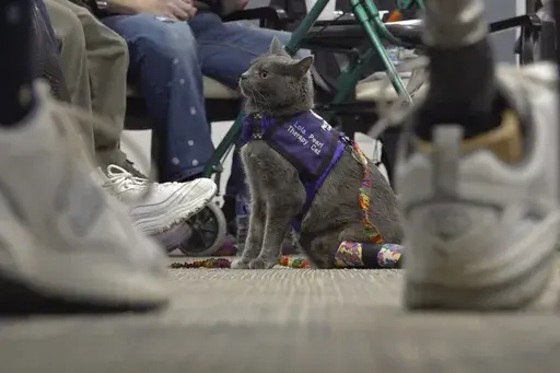 This image taken from video shows kitten Lola-Pearl looking up at attendees during a Amputees Coming Together Informing Others' Needs meeting on Monday, Dec. 11, 2023, in Troy, Ohio. More than five years ago, someone left the kitten with twisted back legs at a Missouri animal shelter. The cat was transferred to specialists in Iowa who amputated her left hind leg. She was soon after adopted by a woman who lost her left leg after a near-fatal car accident. Now the duo has partnered with a non-prof