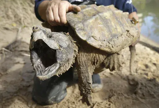 A male alligator snapping turtle is held after being trapped by the Turtle Survival Alliance-North American Freshwater Turtle Research Group, Saturday, Nov. 24, 2018, as part of the process of tagging turtles. The species is among dozens under consideration for federal protections. The Biden administration on Thursday, March 28, 2024, restored a rule that gives blanket protections to species considered threatened with extinction. (Melissa Phillip/Houston Chronicle via AP, File)