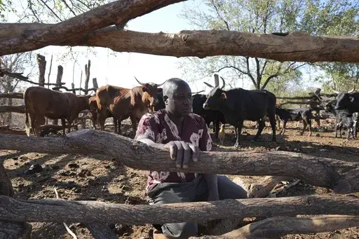 Tembanechako Mastick, a former poacher who now teaches conservation, poses inside his cattle pen in Chiredzi, Zimbabwe near the Save Valley Conservancy, Wednesday, July 10, 2024. (AP Photo/Tsvangirayi Mukwazhi)