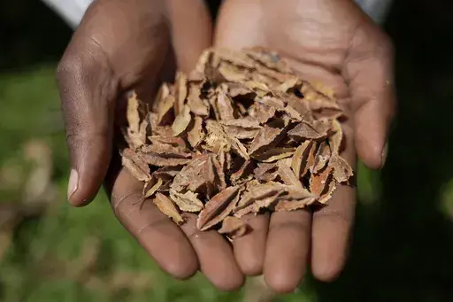 A lab technician holds indigenous seeds at the Genetic Resources Research Institute seed bank in Kiambu, Kenya, Nov. 14, 2024. (AP Photo/Brian Inganga)