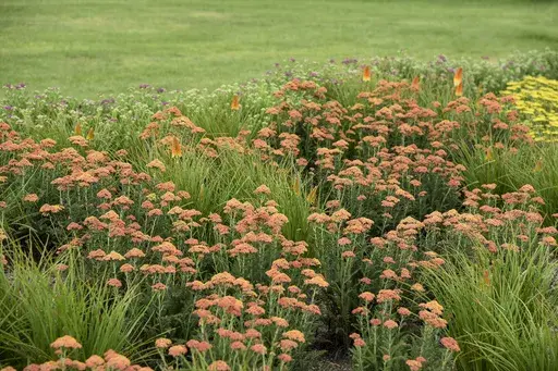 This undated photo provided by Proven Winners shows a mass planting of Firefly Peach Sky yarrow. Nurseries and garden centers are expected to stock a plethora of similarly colored plants now that Pantone has named Peach Fuzz as its 2024 color of the year. (Proven Winners via AP)