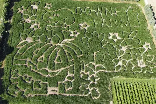 This July 19, 2024 image released by Downey's Farm in Caledon, Ontario shows a corn maze honoring the 75th anniversary of the Peanuts comic strip. (Joanne Strom/Downey's Farm via AP)