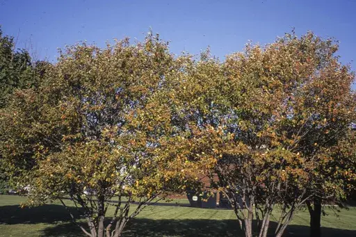 This 2009 image provided by Bugwood.org shows two Amelanchier canadensis Canadian serviceberry trees. (Richard Webb/Bugwood.org via AP)
