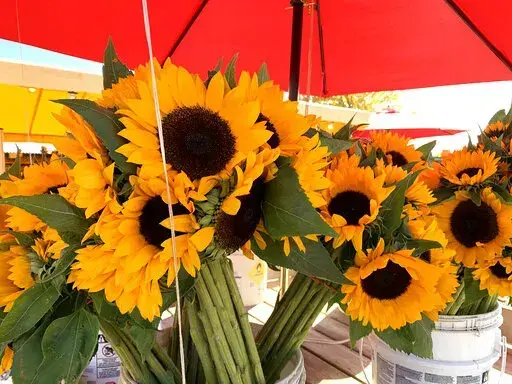 This image provided by Jessica Damiano shows a bouquet of cut sunflowers on Oct. 15, 2019 in Mattituck, N.Y. (Jessica Damiano via AP)