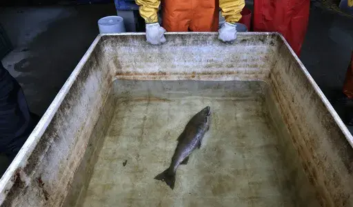 Julann Spromberg, a research toxicologist with Ocean Associates Inc., working under contract with NOAA Fisheries, observes a salmon placed in a tank of clear water after it died from four hours of exposure to unfiltered highway runoff water on Oct. 20, 2014. The Environmental Protection Agency on Nov. 2, 2023, granted a petition submitted by Native American tribes in California and Washington state asking federal regulators to prohibit the use of the chemical 6PPD in tires due to its lethal effe