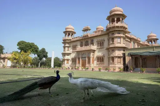 Peacocks roam on the lawn of historical building "Mohatta Palace," which was built in 1920s and has since been turned into a museum, in Karachi, Pakistan, Friday, May 24, 2024. (AP Photo/Fareed Khan)