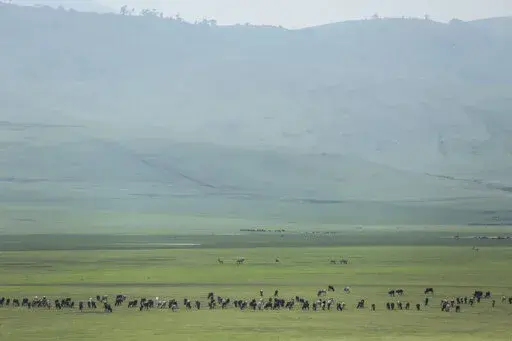Cattle belonging to Maasai ethnic group graze in the highlands of Ngorongoro Conservation Area, west of Arusha, northern Tanzania on Jan. 17, 2015. The Tanzanian government is seizing livestock from Indigenous Maasai herders in the Ngorongoro Conservation Area in its latest attempt to clear way for tourism and trophy hunting, a report released Thursday, Jan. 26, 2023, said. (AP Photo/Mosa'ab Elshamy, File)