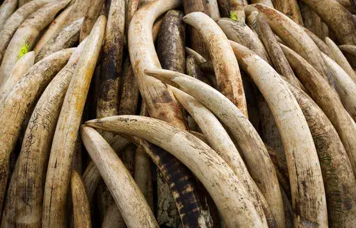 Elephant tusks are stacked in one of around a dozen pyres of ivory, in Nairobi National Park, Kenya on April 28, 2016. According to a report released on Monday, Feb. 14, 2022, scientists found that most large ivory seizures between 2002 and 2019 contained tusks from repeated poaching of the same elephant populations. (AP Photo/Ben Curtis, File)