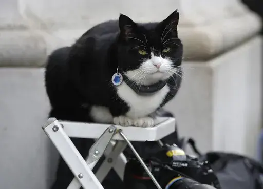 Palmerston, the Foreign Office cat sits on a photographer's ladder at Downing Street in London, on Feb. 12, 2019. (AP Photo/Kirsty Wigglesworth, File)