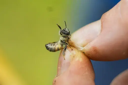 Zac Lamas, post doctoral fellow at ORISE, holds a bee as he inspects them for the parasitic mite Varroa at a hive in the backyard of University of Maryland bee researcher Nathalie Steinhauer on Wednesday, June 21, 2023, in College Park, Md. A new survey says America's honeybee hives just staggered through the second highest death rate on record. The mites are a factor why bee deaths are on the rise. (AP Photo/Julio Cortez)