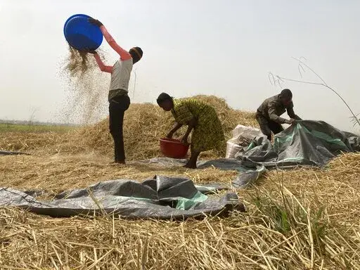 Ibrahim Mohammed, left, a farmer who lost most of his seedlings and farmlands to violent attacks in Nigeria's north, works on a rice farm along with his family members in Agatu village on the outskirts of Benue State in northcentral Nigeria, Wednesday, Jan 5, 2022. Across northern Nigeria, at least 13 million are now facing hunger amid a lean season, according to the U.N. World Food Program. The violence has also disrupted the sales of food as roads are too unsafe for farmers to transport crops 