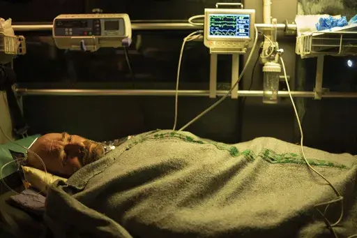 Oleksandr, an injured Ukrainian serviceman, lies on a bed inside a medical bus of volunteer battalion "Hospitallers" during evacuation to safe area, in Donetsk region, Ukraine, on Wednesday, Feb. 28, 2024. (AP Photo/Alex Babenko)