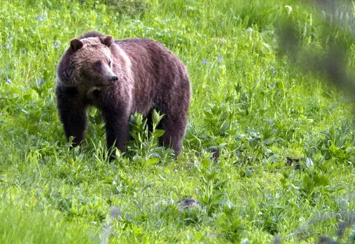 In this July 6, 2011, file photo, a grizzly bear roams near Beaver Lake in Yellowstone National Park, Wyo. The Biden administration on Friday, Feb.3, 2023, took a first step toward ending federal protections for grizzly bears in the northern Rocky Mountains, which would open the door to future hunting in several states. (AP Photo/Jim Urquhart, File)