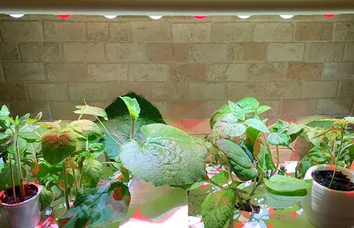 This March 2021 photo shows various vegetable seedlings maturing indoors under grow lights. (Jessica Damiano via AP)